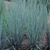 Andropogon Scoparius Prairie Blues